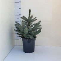 Ель (Picea) колючая Супер Блю d23 h50-60 1шт