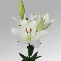 Лилия La Mercato 5+ 10шт