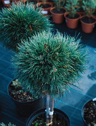 Садовые растения  (саженцы)