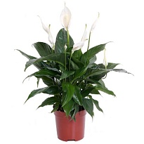 Спатифиллум Бинго Купидо d17 h80 6шт