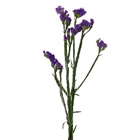 Статица Martin Blue 5шт