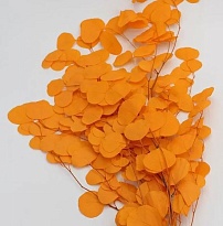 Эвкалипт Цинерия сухоцвет, 100г, оранжевый