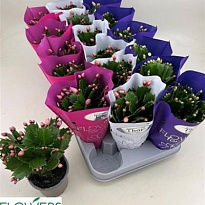 Шлюмбергера микс тон сур тон d9 h20 18шт