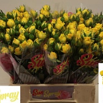 Роза кустовая Tarantella дл.40 10шт