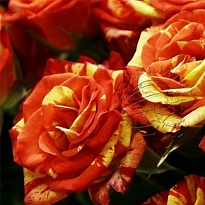 Роза кустовая Fire Flash дл.60 10шт