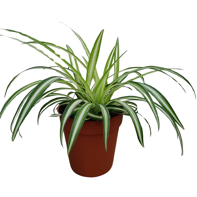 Хлорофитум Комосум Вариегата d9 h15 18шт