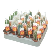 Кактус Цереус Перувианус микс (пикер) d5 h10 20шт