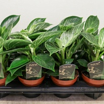 Филодендрон Биркин d12 h25 10шт