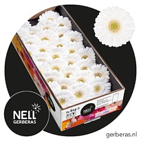 Гербера mini Lobby 30шт