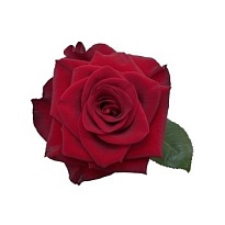 Роза Tessa Mamma Mia дл.60 25шт