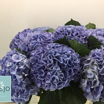 Гортензия Blink (blauw) дл.80 d 23-24 1шт