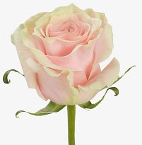 Роза New Flowers Pink Mondial дл.60 25шт