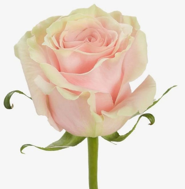 Роза New Flowers Pink Mondial дл.60 25шт