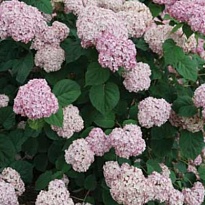 Гортензия (Hydrangea) древ.Кандибелле Баблгам d9 h40 18шт