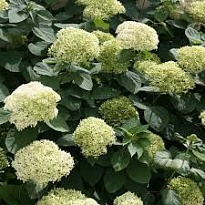 Гортензия (Hydrangea) древ. Лайм Рики 3л h40-50 1шт
