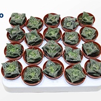 Фаукария Монструоза d6 h10 20шт