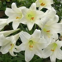 Лилия Lf White Heaven 3+ 10шт