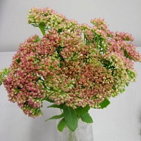 Седум Spectabile  5шт