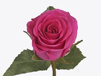 Роза Primrose дл.40 10шт