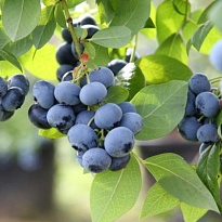 Голубика (Vaccinium) высокорослая Голдтрауб 23 d9 h30-40 18шт