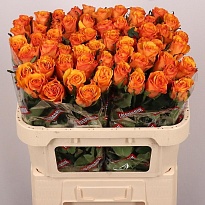 Роза Tycoon дл.70 10шт