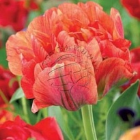 Тюльпан Gudoshnik Double 10шт