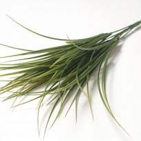 Зелень букет искусственный осока 5 веток h52см зеленый