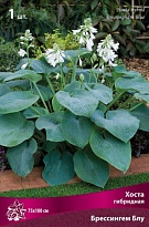 Хоста гибридная Брессингем Блу 1шт