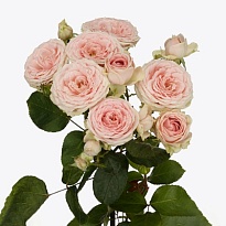 Роза кустовая Sweet Giselle дл.60 10шт