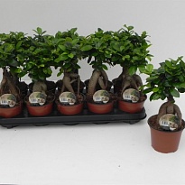 Фикус Микрокарпа Гинсенг d12 h30 5шт