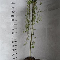 Ива (Salix) Килмарнок d23 h140 1шт