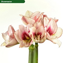 Гипеаструм Showmaster 1шт