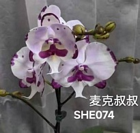 Орхидея Фален. Майк 1ст d12 h50 10шт