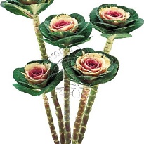 Брасика Crane Bicolour 5шт