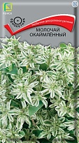 Эуфорбия (Молочай окаймленный) 0,2г /Поиск