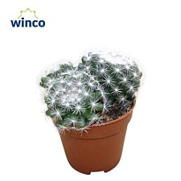 Кактус Маммилярия Кандида d5 h12 20шт