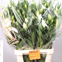 Лилия or. Vendome 5+ 10шт