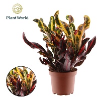 Кодиеум Мамми 3рр d12 h35 10шт