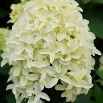 Гортензия (Hydrangea) метельчатая Скайфолл d12 h40-50 8шт