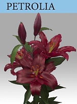 Лилия Or. Petrolia 6+ 10шт