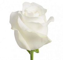 Роза Flowers Village Blushing Akito дл.50 25шт