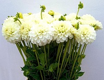 Георгин White Netty 10шт