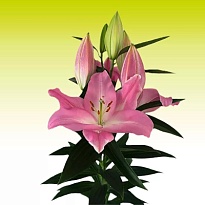 Лилия or. Colet 5+ 10шт