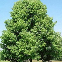 Липа мелколистная 3л h60-90 (П) 1шт