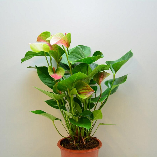 Антуриум Фэнтези Лав d17 h55 6шт