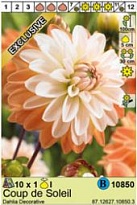 Георгина Коуп де Солейл декор. 1шт*