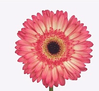 Гербера Hippie Chic 25 шт