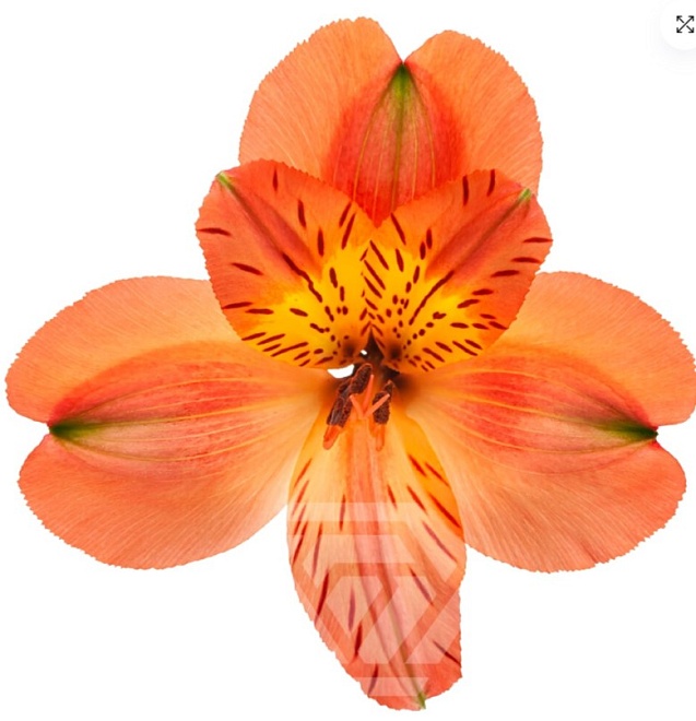 Альстромерия Tessa Orange Party дл.60 10шт