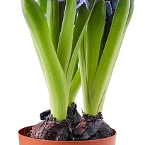 Гиацинт 3лук микс d12 8шт