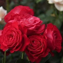 Роза садовая куст. Sian Dominica дл.40 10шт